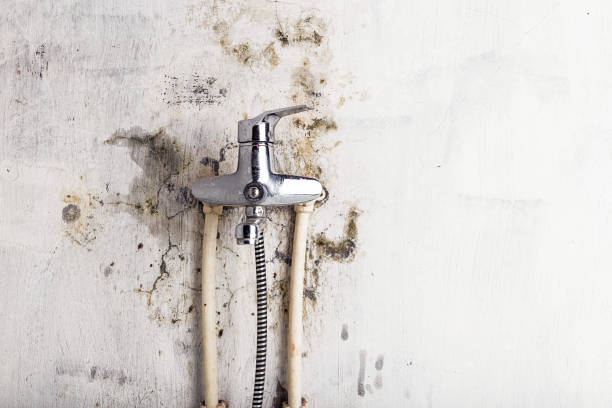 Best Certified Mold Removal  in Mulberry, IN