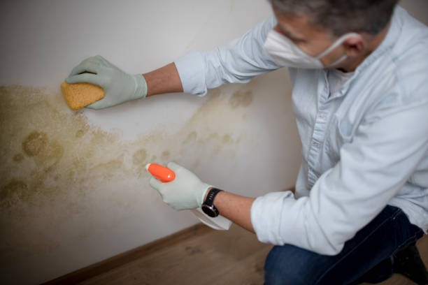 Best Professional Mold Removal  in Mulberry, IN
