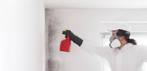Best Residential Mold Removal  in Mulberry, IN