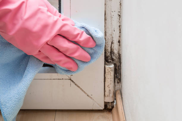 Best Mold Remediation Experts  in Mulberry, IN