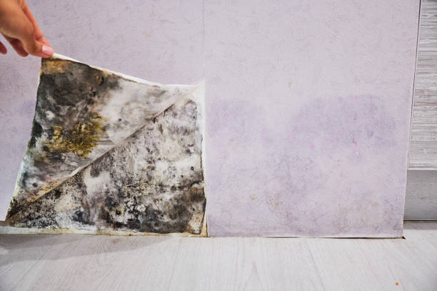 Best Attic Mold Removal  in Mulberry, IN